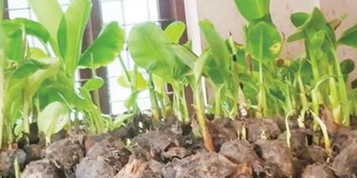 സീതത്തോട് കൃഷിഭവനിൽ കർഷകർക്ക് വിതരണം ചെയ്യാൻ എത്തിച്ച വാഴവിത്തിന്റെ ഗുണനിലവാരത്തെ ചൊല്ലി തർക്കം സീതത്തോട് കൃഷിഭവനിൽ കർഷകർക്ക് വിതരണം ചെയ്യാൻ എത്തിച്ച വാഴവിത്തിന്റെ ഗുണനിലവാരത്തെ ചൊല്ലി തർക്കം