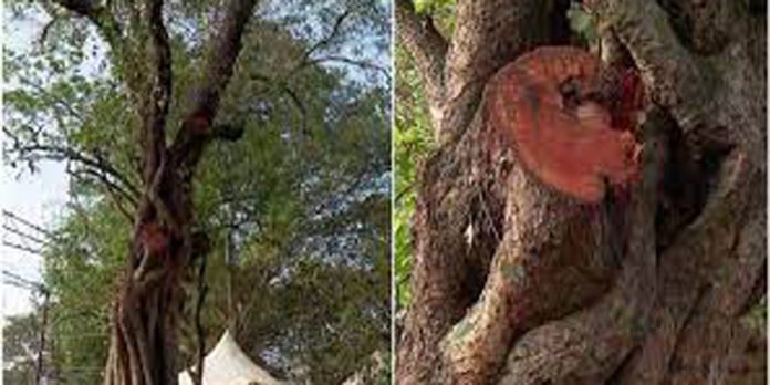 പ്രധാനമന്ത്രിയുടെ സന്ദർശനത്തിന് തേക്കിന് കാട് മൈതാനത്തെ ആൽമരച്ചില്ല മുറിച്ച സംഭവത്തിൽ രാഷ്ടീയപ്പാര് തുടരുന്നു പ്രധാനമന്ത്രിയുടെ സന്ദർശനത്തിന് തേക്കിന് കാട് മൈതാനത്തെ ആൽമരച്ചില്ല മുറിച്ച സംഭവത്തിൽ രാഷ്ടീയപ്പാര് തുടരുന്നു