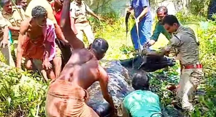 ചതുപ്പിൽ വീണ ഗർഭിണിയായ പശുവിനെ സാഹസികമായി രക്ഷപെടുത്തി ഫയർ ഫോഴ്സ് ചതുപ്പിൽ വീണ ഗർഭിണിയായ പശുവിനെ സാഹസികമായി രക്ഷപെടുത്തി ഫയർ ഫോഴ്സ്