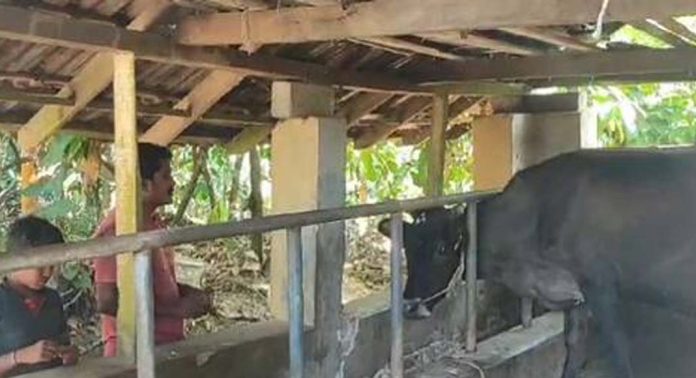 വയലില് കെട്ടിയിട്ട പശുവിനെ ക്രൂരമായി കൊന്ന നിലയില് കണ്ടെത്തി വയലില് കെട്ടിയിട്ട പശുവിനെ ക്രൂരമായി കൊന്ന നിലയില് കണ്ടെത്തി