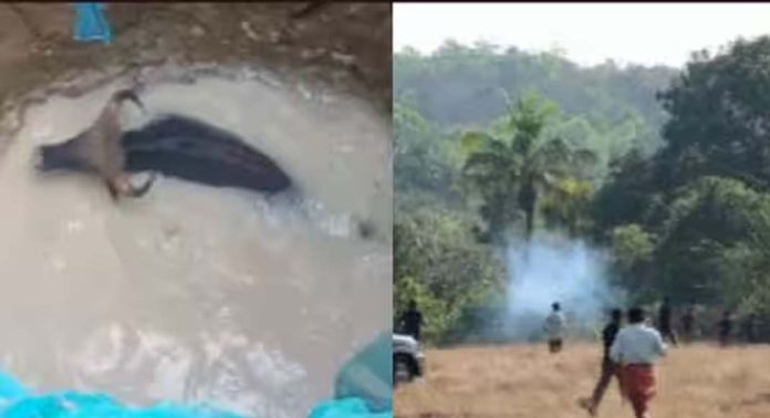 കിണറിൽ വീണ് രക്ഷപെടുത്തിയ കാട്ടുപോത്തിന് മയക്കുവെടി കിണറിൽ വീണ് രക്ഷപെടുത്തിയ കാട്ടുപോത്തിന് മയക്കുവെടി