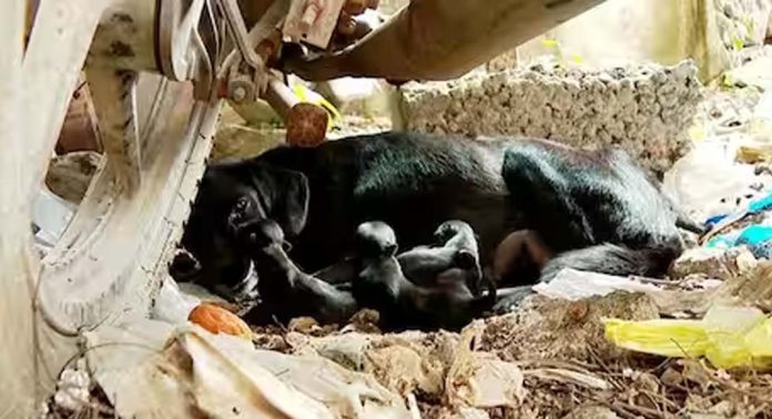 പരാതികൾക്കും കേസുകൾക്കുമിടയിൽ തിരുവല്ല പോലീസ് സ്റ്റേഷനിൽ ഒരു സുഖപ്രസവം പരാതികൾക്കും കേസുകൾക്കുമിടയിൽ തിരുവല്ല പോലീസ് സ്റ്റേഷനിൽ ഒരു സുഖപ്രസവം