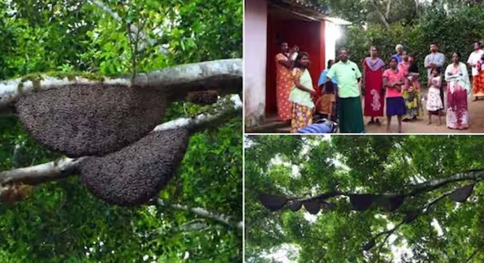 പരുന്ത് പറന്നാലും കാറ്റ് വീശിയാലും കടന്നൽ ഇളകുമെന്ന പേടിയിൽ കുടുംബങ്ങൾ പരുന്ത് പറന്നാലും കാറ്റ് വീശിയാലും കടന്നൽ ഇളകുമെന്ന പേടിയിൽ കുടുംബങ്ങൾ
