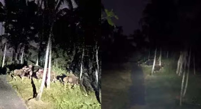 വയനാട്ടിൽ ആനയ്ക്കും കടുവയ്ക്കും പിന്നാലെ കാട്ടുപോത്തുകളുടെയും മലയണ്ണാന്റെയും ശല്യം വയനാട്ടിൽ ആനയ്ക്കും കടുവയ്ക്കും പിന്നാലെ കാട്ടുപോത്തുകളുടെയും മലയണ്ണാന്റെയും ശല്യം