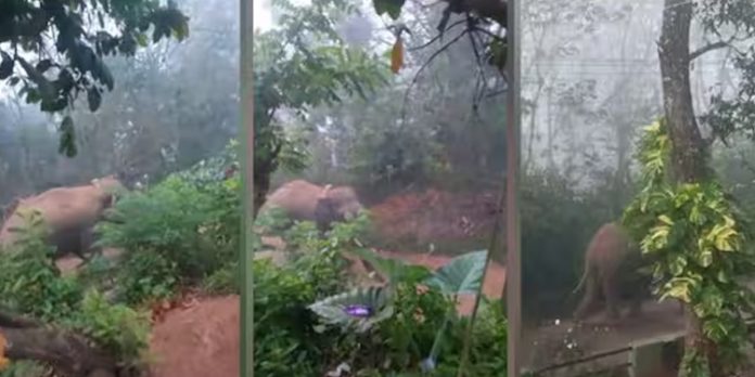 വയനാട്ടിൽ ഭീതിപരത്തി ആന ; മാനന്തവാടിയിൽ നിരോധനാജ്ഞ വയനാട്ടിൽ ഭീതിപരത്തി ആന ; മാനന്തവാടിയിൽ നിരോധനാജ്ഞ