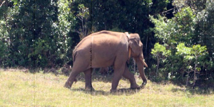 അരിക്കൊമ്പനെ കുറിച്ചുള്ള നിർണായകമായ വിവരങ്ങൾ പുറത്ത് വിട്ട് തമിഴ്നാട് അരിക്കൊമ്പനെ കുറിച്ചുള്ള നിർണായകമായ വിവരങ്ങൾ പുറത്ത് വിട്ട് തമിഴ്നാട്