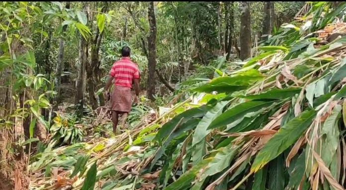 സാമൂഹികവിരുദ്ധർ ഏലച്ചെടികൾ വെട്ടി നശിപ്പിച്ചു സാമൂഹികവിരുദ്ധർ ഏലച്ചെടികൾ വെട്ടി നശിപ്പിച്ചു