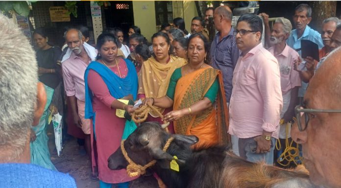 പഴവങ്ങാടി ഗ്രാമപഞ്ചായത്തിൽ പോത്തുകുട്ടി വിതരണം നടത്തി പഴവങ്ങാടി ഗ്രാമപഞ്ചായത്തിൽ പോത്തുകുട്ടി വിതരണം നടത്തി