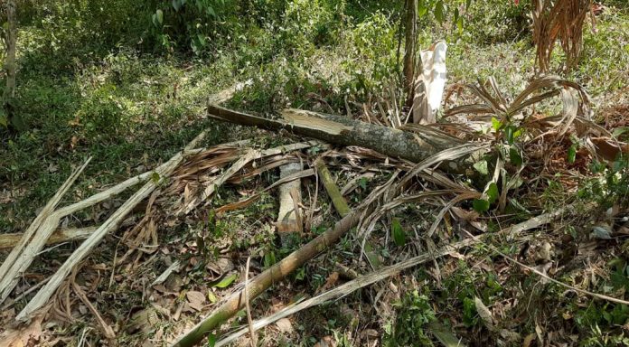 തേക്കുതോട് മൂർത്തിമണ്ണിൽ കാട്ടാന കൃഷി നശിപ്പിച്ചു തേക്കുതോട് മൂർത്തിമണ്ണിൽ കാട്ടാന കൃഷി നശിപ്പിച്ചു