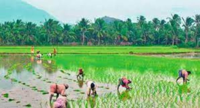 പത്തേക്കറില് ഒരു കാര്ഷിക സഹകരണ ഗ്രാമം ; വ്യത്യസ്തമായ പദ്ധതിയുമായി തിരുവനന്തപുരം കരകുളം സര്വീസ് സഹകരണ ബാങ്ക് പത്തേക്കറില് ഒരു കാര്ഷിക സഹകരണ ഗ്രാമം ; വ്യത്യസ്തമായ പദ്ധതിയുമായി തിരുവനന്തപുരം കരകുളം സര്വീസ് സഹകരണ ബാങ്ക്