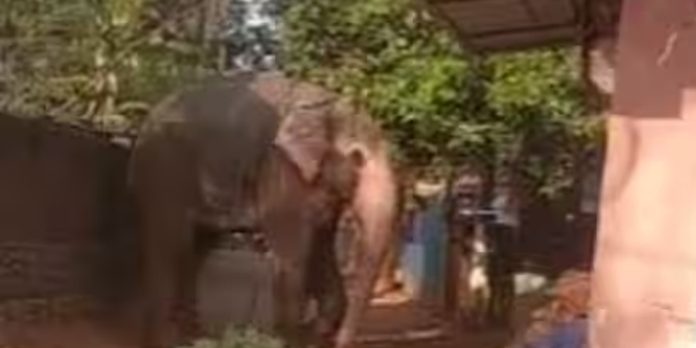 കുന്നംകുളം ചൊവ്വന്നൂരിൽ ആനയിടഞ്ഞു കുന്നംകുളം ചൊവ്വന്നൂരിൽ ആനയിടഞ്ഞു