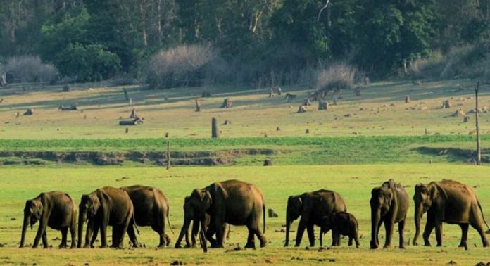 വന്യജീവി ആക്രമണം തടയാൻ അന്തർ സംസ്ഥാന യോഗത്തിൽ ആറ് ആവശ്യങ്ങളുമായി കേരളം വന്യജീവി ആക്രമണം തടയാൻ അന്തർ സംസ്ഥാന യോഗത്തിൽ ആറ് ആവശ്യങ്ങളുമായി കേരളം