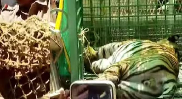 കമ്പി വേലിയിൽ കുടുങ്ങിയ കടുവയെ എവിടെ കൊണ്ടുപോകുന്നു? ; ഉത്തരം പറയാത്തതിൽ കടുത്ത പ്രതിഷേധം, ഒടുവിൽ എഴുതിനൽകി അധികൃതർ…! കമ്പി വേലിയിൽ കുടുങ്ങിയ കടുവയെ എവിടെ കൊണ്ടുപോകുന്നു? ; ഉത്തരം പറയാത്തതിൽ കടുത്ത പ്രതിഷേധം, ഒടുവിൽ എഴുതിനൽകി അധികൃതർ…!