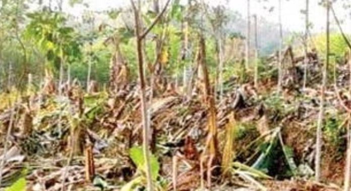 നാട്ടിൽ മൃഗാധിപത്യം ; ദുരിതത്തിലായി നാട്ടുകാർ നാട്ടിൽ മൃഗാധിപത്യം ; ദുരിതത്തിലായി നാട്ടുകാർ