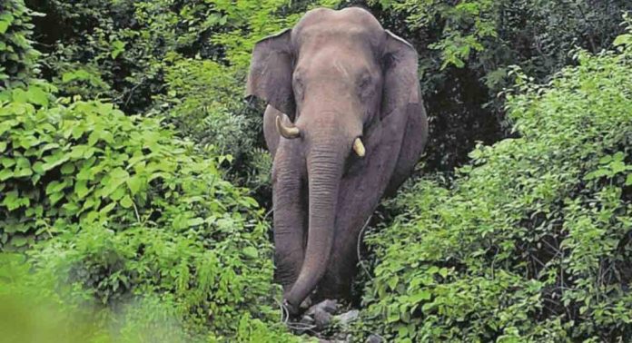 മൂഴിയാറില് കാട്ടാന ആക്രമണം ; മൂന്നുപേർക്ക് പരിക്ക് മൂഴിയാറില് കാട്ടാന ആക്രമണം ; മൂന്നുപേർക്ക് പരിക്ക്