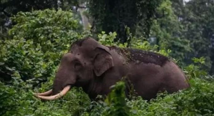 മൂന്നാറിൽ ഓട്ടോ ഡ്രൈവർ കൊല്ലപ്പെട്ട അതെ ഭാഗത്ത് വീണ്ടും കാട്ടാനക്കൂട്ടം ; പരിഭ്രാന്തിയിൽ നാട്ടുകാർ…! മൂന്നാറിൽ ഓട്ടോ ഡ്രൈവർ കൊല്ലപ്പെട്ട അതെ ഭാഗത്ത് വീണ്ടും കാട്ടാനക്കൂട്ടം ; പരിഭ്രാന്തിയിൽ നാട്ടുകാർ…!