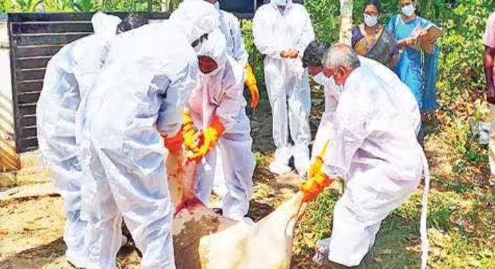 തണ്ണീര്മുക്കത്തെ ആഫ്രിക്കന് പന്നിപ്പനി ; 18 പന്നികളെ കൊന്നുസംസ്കരിച്ചു തണ്ണീര്മുക്കത്തെ ആഫ്രിക്കന് പന്നിപ്പനി ; 18 പന്നികളെ കൊന്നുസംസ്കരിച്ചു