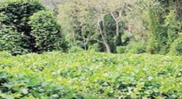പാണൽകൃഷിക്ക് സ്ഥലം വിട്ടുനൽകാനാവില്ല ; പി.ഐ.പി പാണൽകൃഷിക്ക് സ്ഥലം വിട്ടുനൽകാനാവില്ല ; പി.ഐ.പി