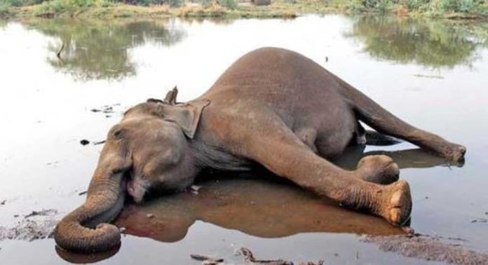 അതിരപ്പിള്ളി പ്ലാന്റേഷനിൽ കാട്ടാനയെ ചരിഞ്ഞ നിലയിൽ കണ്ടെത്തി അതിരപ്പിള്ളി പ്ലാന്റേഷനിൽ കാട്ടാനയെ ചരിഞ്ഞ നിലയിൽ കണ്ടെത്തി