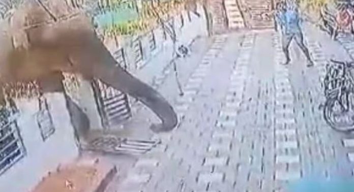 ആനയെത്തിയത് ഒരുമാസം മുമ്പേ അറിഞ്ഞു ; വൻ വീഴ്ചയെന്ന് ആരോപണം ആനയെത്തിയത് ഒരുമാസം മുമ്പേ അറിഞ്ഞു ; വൻ വീഴ്ചയെന്ന് ആരോപണം
