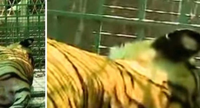 കൊട്ടിയൂരില് കടുവ കമ്പി വേലിയില് കുടുങ്ങിയ സംഭവത്തില് കേസെടുത്ത് വനംവകുപ്പ് കൊട്ടിയൂരില് കടുവ കമ്പി വേലിയില് കുടുങ്ങിയ സംഭവത്തില് കേസെടുത്ത് വനംവകുപ്പ്