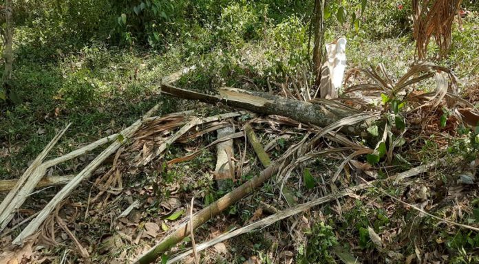 കോന്നിയുടെ മലയോര മേഖലയിൽ കാട്ടാന ശല്യം രൂക്ഷമാകുന്നു കോന്നിയുടെ മലയോര മേഖലയിൽ കാട്ടാന ശല്യം രൂക്ഷമാകുന്നു