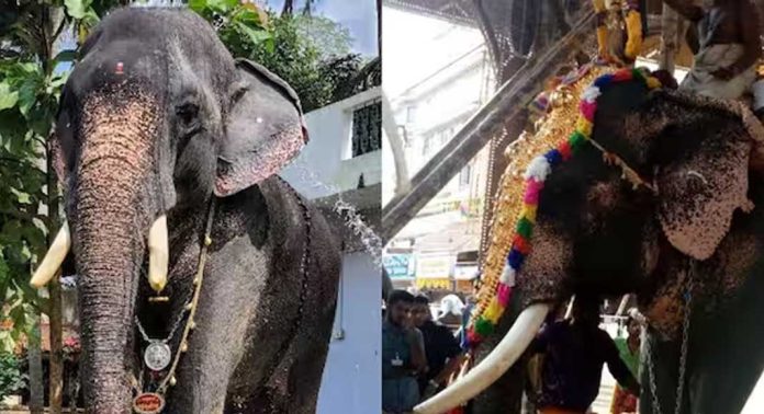 ആനയെ ലോറിയില് കൊണ്ടുപോകുന്നതിനിടെയുണ്ടായ അപകടത്തില് ആനയുടെ കൊമ്പ് അറ്റുവീണു ആനയെ ലോറിയില് കൊണ്ടുപോകുന്നതിനിടെയുണ്ടായ അപകടത്തില് ആനയുടെ കൊമ്പ് അറ്റുവീണു