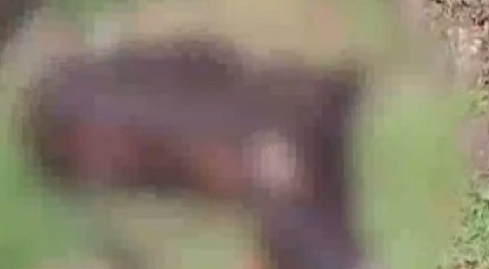 പൂമരുതികുഴിയിൽ അജ്ഞാത ജീവിയുടെ ആക്രമണത്തിൽ പശുവിന് പരിക്ക് പൂമരുതികുഴിയിൽ അജ്ഞാത ജീവിയുടെ ആക്രമണത്തിൽ പശുവിന് പരിക്ക്