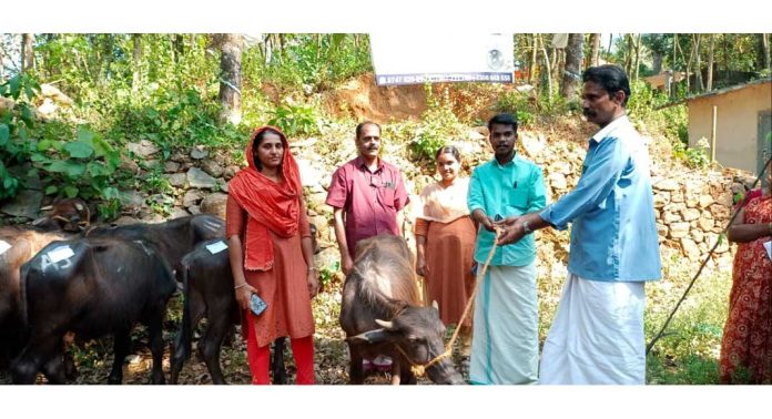 കോട്ടാങ്ങൽ ഗ്രാമപഞ്ചായത്തില് പോത്തുകുട്ടിയെ വിതരണം ചെയ്തു കോട്ടാങ്ങൽ ഗ്രാമപഞ്ചായത്തില് പോത്തുകുട്ടിയെ വിതരണം ചെയ്തു