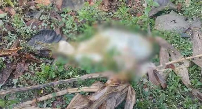 വയനാട്ടിൽ വീണ്ടും കടുവാഭീതി ; പുല്പ്പള്ളിയില് ആടിനെ കൊലപ്പെടുത്തി വയനാട്ടിൽ വീണ്ടും കടുവാഭീതി ; പുല്പ്പള്ളിയില് ആടിനെ കൊലപ്പെടുത്തി