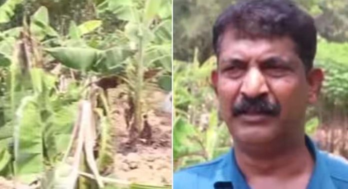 കർഷകന്റെ നൂറ് വാഴകൾ കെമിക്കൽ ഉപയോഗിച്ച് നശിപ്പിച്ചതായി പരാതി കർഷകന്റെ നൂറ് വാഴകൾ കെമിക്കൽ ഉപയോഗിച്ച് നശിപ്പിച്ചതായി പരാതി
