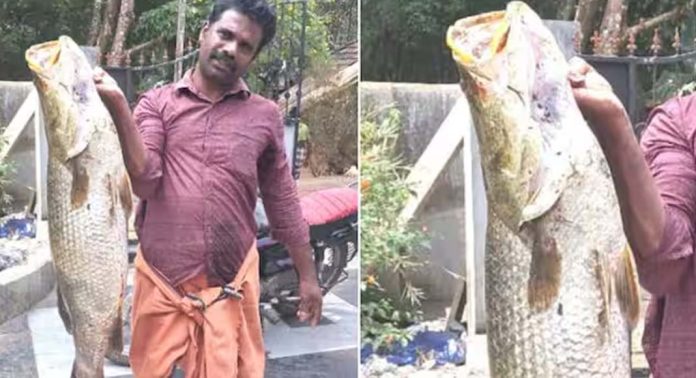 27 കിലോ തൂക്കം വരുന്ന ഭീമൻ മത്സ്യത്തെ പിടിച്ചു ; കരയ്ക്കെത്തിച്ചത് പാടുപെട്ട് 27 കിലോ തൂക്കം വരുന്ന ഭീമൻ മത്സ്യത്തെ പിടിച്ചു ; കരയ്ക്കെത്തിച്ചത് പാടുപെട്ട്