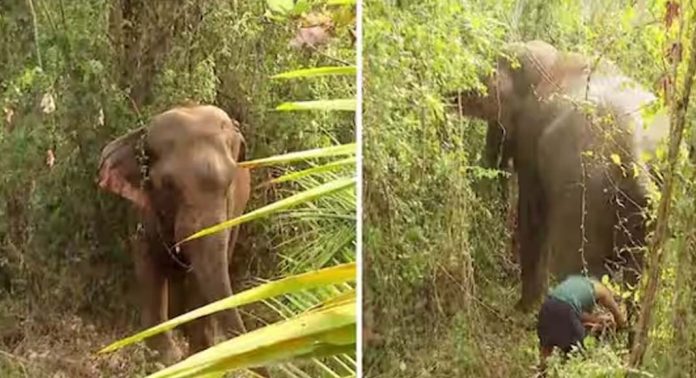 ലോറിയിൽ നിന്നിറങ്ങിയോടിയ നാട്ടാനയെ മൂന്നരമണിക്കൂറിന് ശേഷം തളച്ചു ലോറിയിൽ നിന്നിറങ്ങിയോടിയ നാട്ടാനയെ മൂന്നരമണിക്കൂറിന് ശേഷം തളച്ചു