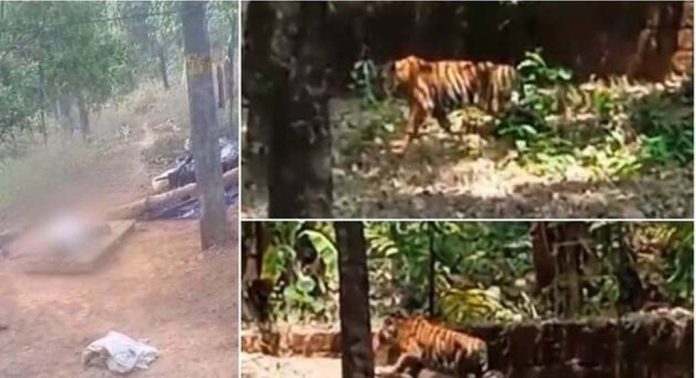 ജനവാസമേഖലയില് കടുവയിറങ്ങിയത് നാട്ടുകാര്ക്കിടയില് പരിഭ്രാന്തി പരത്തി ജനവാസമേഖലയില് കടുവയിറങ്ങിയത് നാട്ടുകാര്ക്കിടയില് പരിഭ്രാന്തി പരത്തി