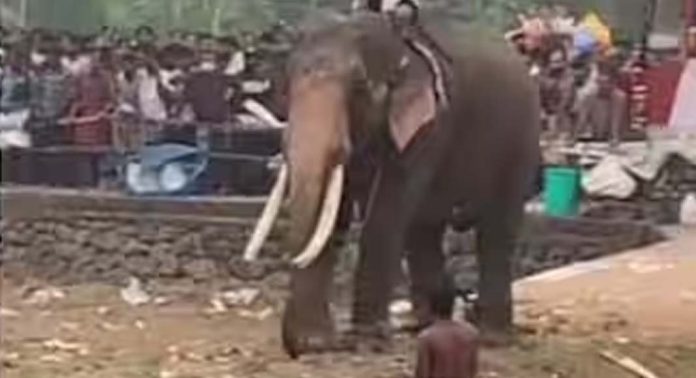 ആറാട്ടുപുഴ പൂരത്തിനിടെ വീണ്ടും ആനയിടഞ്ഞു ആറാട്ടുപുഴ പൂരത്തിനിടെ വീണ്ടും ആനയിടഞ്ഞു