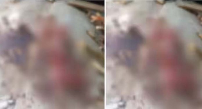 വളര്ത്തുനായയെ പുലി കടിച്ചു കൊന്നുതിന്നെന്ന് പരാതി വളര്ത്തുനായയെ പുലി കടിച്ചു കൊന്നുതിന്നെന്ന് പരാതി