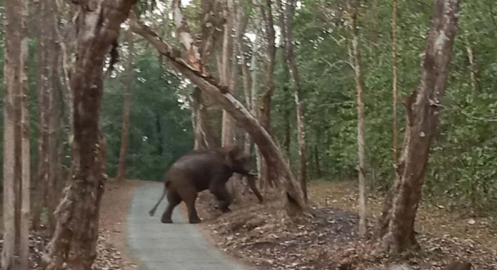 നാറാണംമൂഴി പഞ്ചായത്തിലെ കുടമുരുട്ടി പെരുന്തേനരുവി റോഡിൽ കാട്ടാനക്കൂട്ടമിറങ്ങി നാറാണംമൂഴി പഞ്ചായത്തിലെ കുടമുരുട്ടി പെരുന്തേനരുവി റോഡിൽ കാട്ടാനക്കൂട്ടമിറങ്ങി