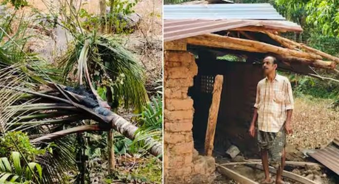 കാട്ടാനകളുടെ ആക്രമണത്തിൽ വ്യാപകനഷ്ടം ; നൂറ് കണക്കിന് മരങ്ങളും കൃഷിയും നശിപ്പിച്ചു കാട്ടാനകളുടെ ആക്രമണത്തിൽ വ്യാപകനഷ്ടം ; നൂറ് കണക്കിന് മരങ്ങളും കൃഷിയും നശിപ്പിച്ചു