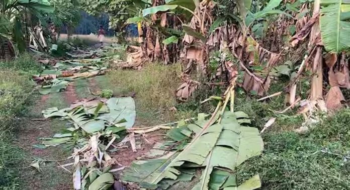 നാട്ടിലിറങ്ങി കാട്ടാനകൾ ; വ്യാപക കൃഷിനാശം നാട്ടിലിറങ്ങി കാട്ടാനകൾ ; വ്യാപക കൃഷിനാശം