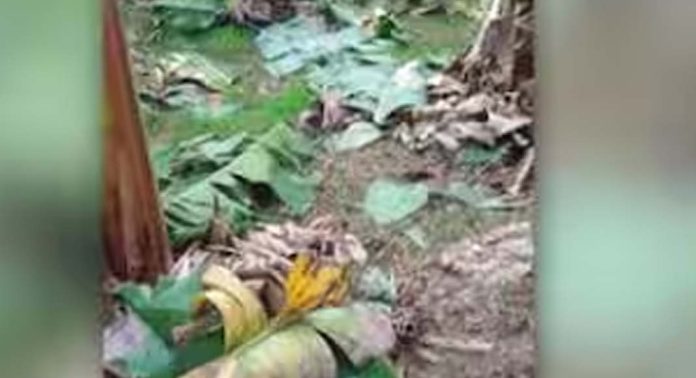 വീണ്ടും വാഴവെട്ടി കെഎസ്ഇബി ; സംഭവം തൃശൂർ പുതുക്കാട് വീണ്ടും വാഴവെട്ടി കെഎസ്ഇബി ; സംഭവം തൃശൂർ പുതുക്കാട് 