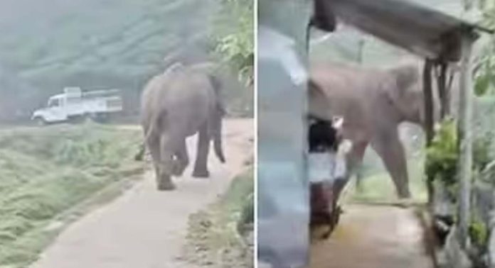 ഇന്ദിര മരിച്ച സ്ഥലത്തിനടുത്ത് വീണ്ടും ഒറ്റക്കൊമ്പൻ ഇന്ദിര മരിച്ച സ്ഥലത്തിനടുത്ത് വീണ്ടും ഒറ്റക്കൊമ്പൻ