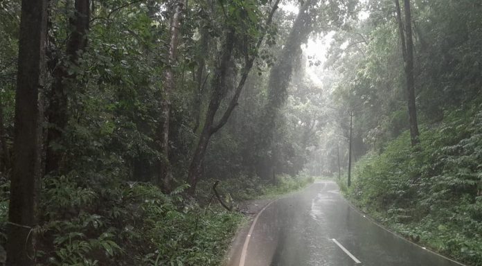 തണ്ണിത്തോട് റോഡിലെ പാഴ്മരങ്ങൾ മുറിച്ച് മാറ്റുന്ന നടപടികൾ വേഗത്തിലാക്കണമെന്ന ആവശ്യം ശക്തമാകുന്നു തണ്ണിത്തോട് റോഡിലെ പാഴ്മരങ്ങൾ മുറിച്ച് മാറ്റുന്ന നടപടികൾ വേഗത്തിലാക്കണമെന്ന ആവശ്യം ശക്തമാകുന്നു