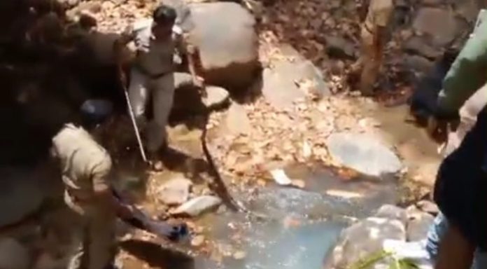 കുരുമ്പന്മൂഴി പനംകുടന്ത അരുവിയുടെ സമീപം തോട്ടിൽ നിന്നും രാജവെമ്പാലയെ പിടികൂടി കുരുമ്പന്മൂഴി പനംകുടന്ത അരുവിയുടെ സമീപം തോട്ടിൽ നിന്നും രാജവെമ്പാലയെ പിടികൂടി