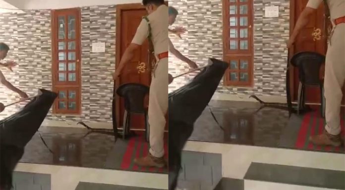കുടമുരുട്ടി ചണ്ണയിൽ രാജവെമ്പാലയെ പിടികൂടി കുടമുരുട്ടി ചണ്ണയിൽ രാജവെമ്പാലയെ പിടികൂടി
