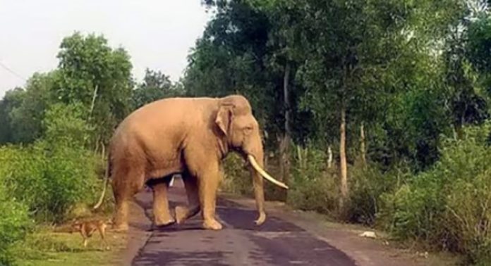 വന്യ മൃഗങ്ങളില് നിന്ന് മനുഷ്യജീവന് സംരക്ഷണം നല്കണം : കേരള യൂത്ത് ഫ്രണ്ട്(എം) കോന്നി വന്യ മൃഗങ്ങളില് നിന്ന് മനുഷ്യജീവന് സംരക്ഷണം നല്കണം : കേരള യൂത്ത് ഫ്രണ്ട്(എം) കോന്നി