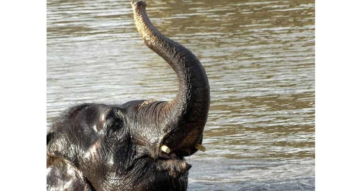 തണ്ണിത്തോട് – കോന്നി വനപാതയിലെ വന്യമൃഗശല്യം പരിഹരിക്കുന്നതിന് ചെക്ക് ഡാമുകളും കുളങ്ങളും നിർമ്മിക്കും തണ്ണിത്തോട് – കോന്നി വനപാതയിലെ വന്യമൃഗശല്യം പരിഹരിക്കുന്നതിന് ചെക്ക് ഡാമുകളും കുളങ്ങളും നിർമ്മിക്കും