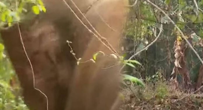 പട്ടാമ്പി നേർച്ചയ്ക്കെത്തിച്ച ആന ലോറിയിൽ നിന്നും ഇറങ്ങി വിരണ്ടോടി പട്ടാമ്പി നേർച്ചയ്ക്കെത്തിച്ച ആന ലോറിയിൽ നിന്നും ഇറങ്ങി വിരണ്ടോടി