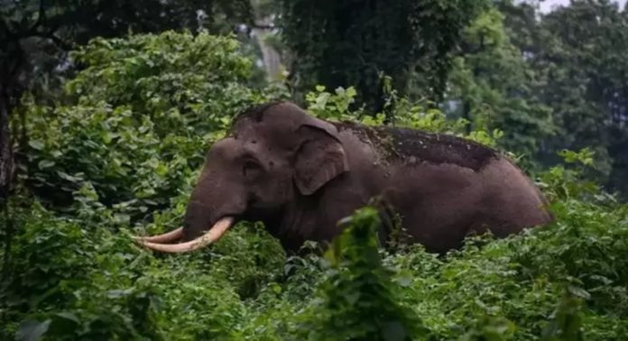 കാട്ടാനകളെ കണ്ട് ഭയന്നോടിയ യുവാക്കള്ക്ക് വീണ് പരിക്ക് കാട്ടാനകളെ കണ്ട് ഭയന്നോടിയ യുവാക്കള്ക്ക് വീണ് പരിക്ക്