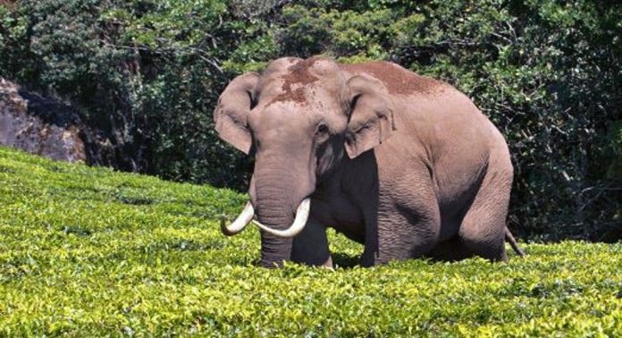 മൂന്നാറിൽ വീണ്ടും ആക്രമം അഴിച്ചുവിട്ട് ‘പടയപ്പ’ ; വിനോദ സഞ്ചാരികളുടെ കാർ തകർത്തു, നാട്ടുകാർ പരിഭ്രാന്തിയിൽ…! മൂന്നാറിൽ വീണ്ടും ആക്രമം അഴിച്ചുവിട്ട് ‘പടയപ്പ’ ; വിനോദ സഞ്ചാരികളുടെ കാർ തകർത്തു, നാട്ടുകാർ പരിഭ്രാന്തിയിൽ…!