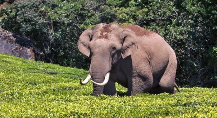 മൂന്നാറില് വീണ്ടും ‘പടയപ്പ’ യുടെ പരാക്രമം ; വഴിയോരക്കട തകർത്തെറിഞ്ഞു, നാട്ടുകാർ ഭീതിയിൽ…! മൂന്നാറില് വീണ്ടും ‘പടയപ്പ’ യുടെ പരാക്രമം ; വഴിയോരക്കട തകർത്തെറിഞ്ഞു, നാട്ടുകാർ ഭീതിയിൽ…!
